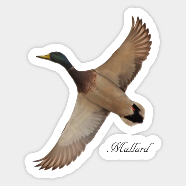 Mallard Sticker by Whisperingpeaks